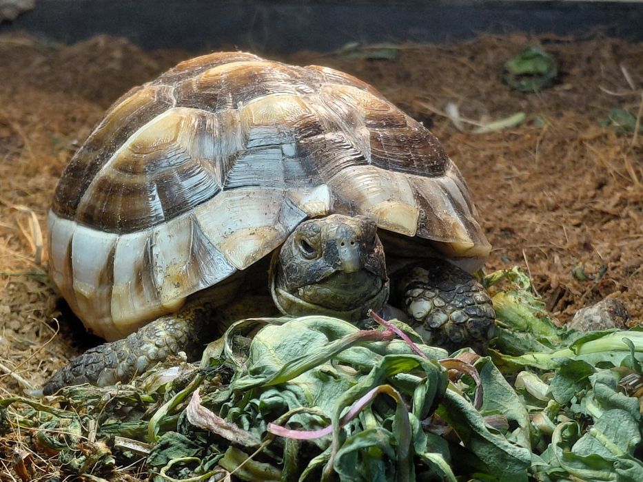 Terrarium dla żółwia greckiego