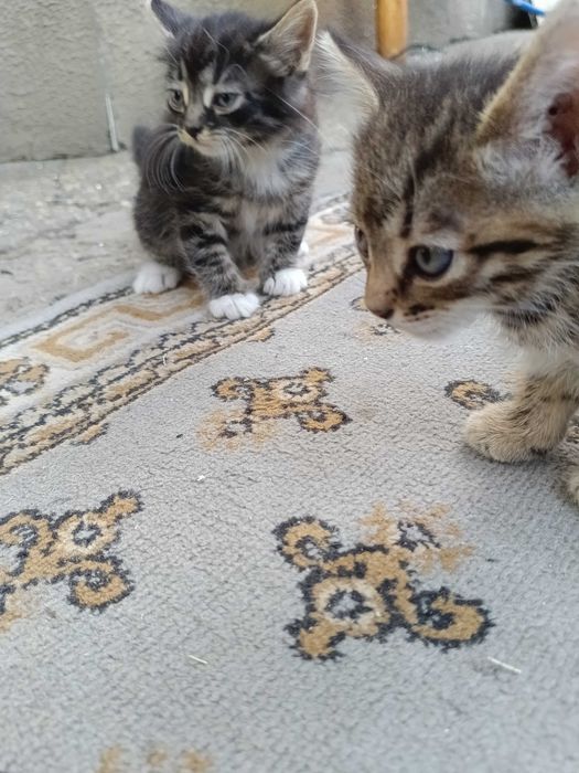 Двоє маленьких хлопчиків шукають дім