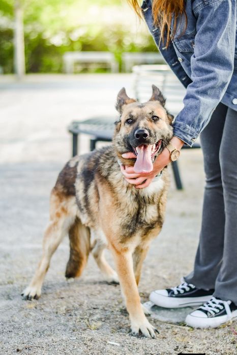 Śliwka wyjątkowa sunia do adopcji