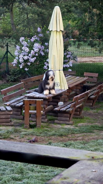 BEARDED COLLIE  szczeniak  lato 2026