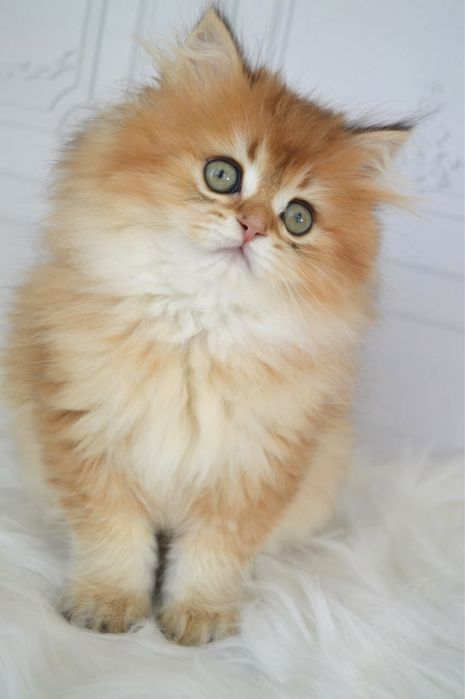 Британские котята золотая шиншилла