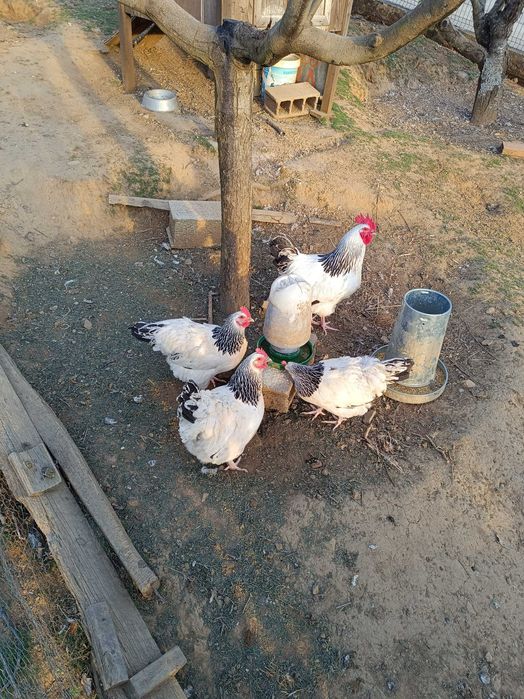 Vendo ovos de galinhas Sussex ligth.