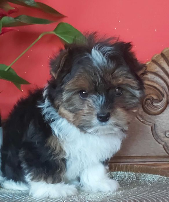 Yorkshire terrier suczka tricolor 3 razy zaszczepiona