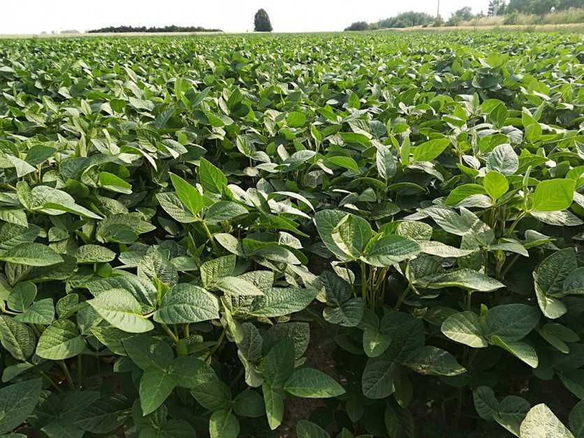 Soja ES Comandor czyszczona zbiór 2025