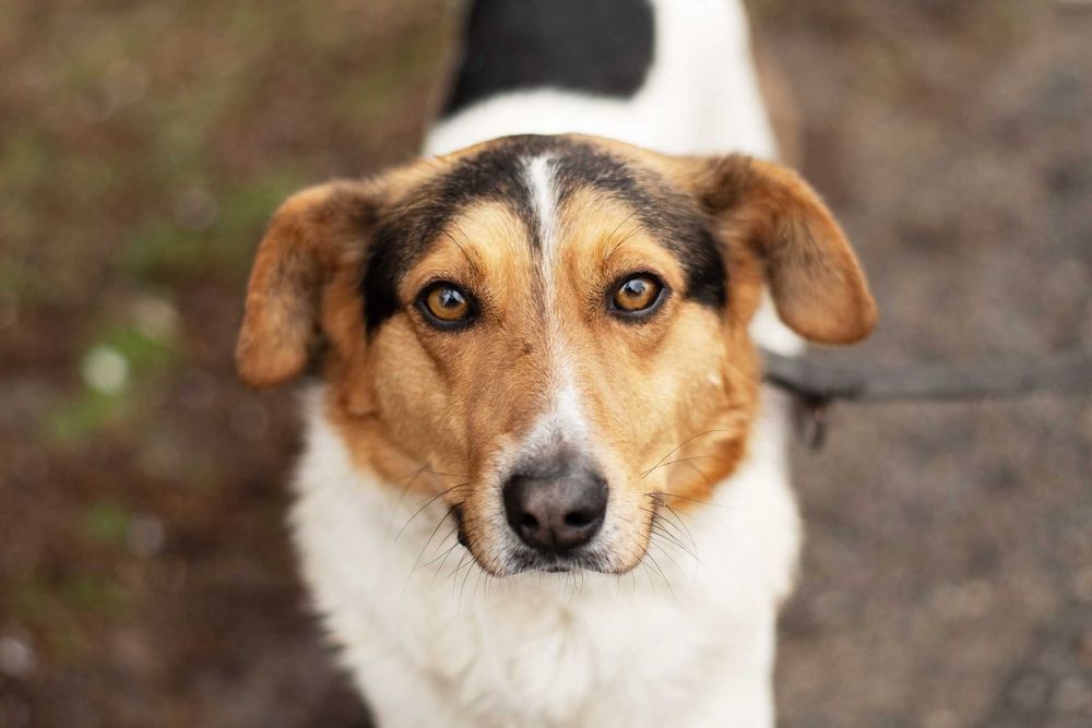 IZARI - już nie smutny, pełen wiary w człowieka łaciatek