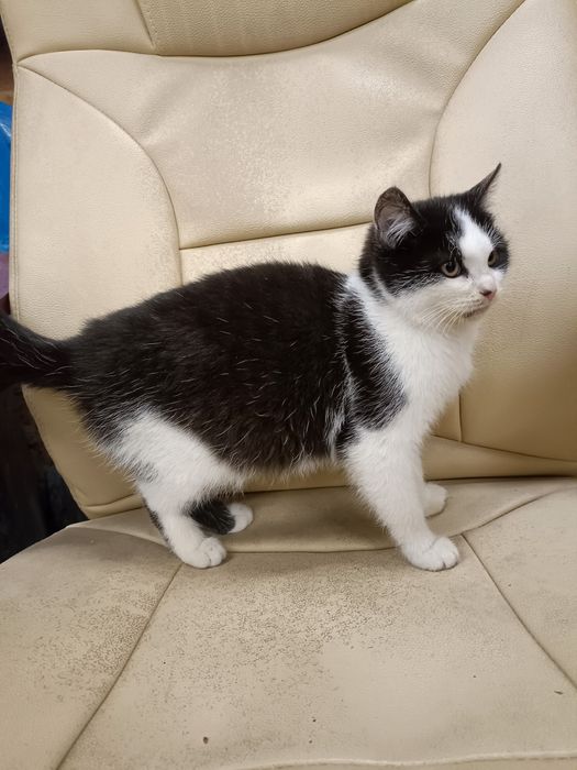 Oddam kotkę do dobrego domu