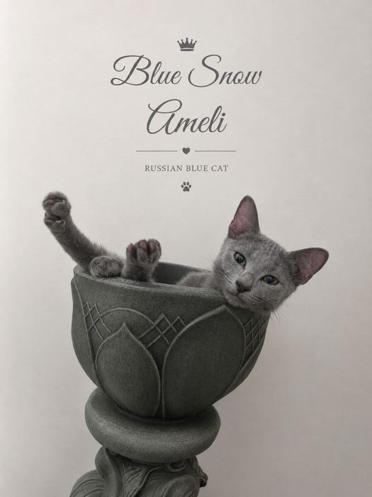 Російська блакитна дівчинка Blue Snow Ameli готова до переїзду