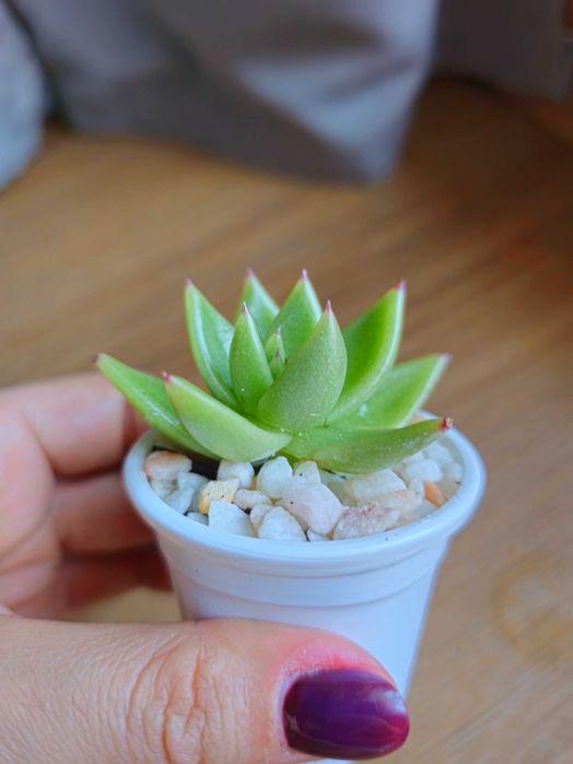 Echeveria Agavoides Planta Suculenta