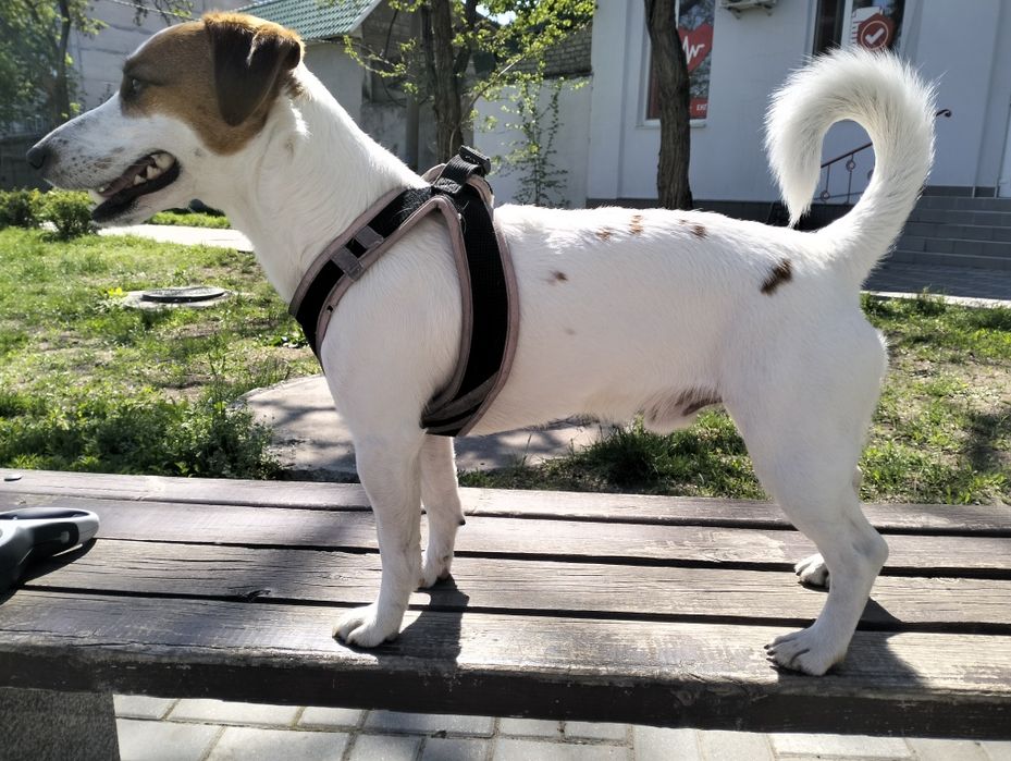 Джек Рассел парсон ищет невесту