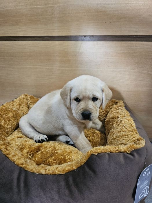 Labrador Retriever Macho