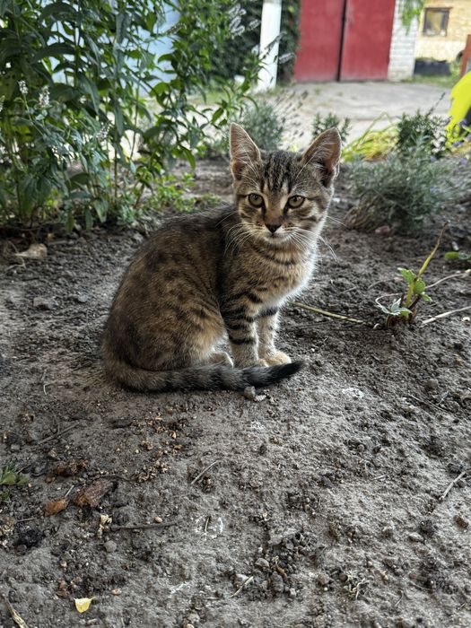 Віддам кошенят, безкоштовно
