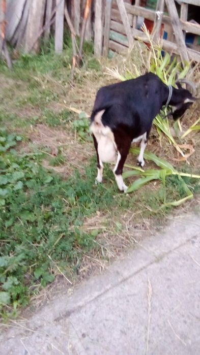 Срочно продам дойную козу