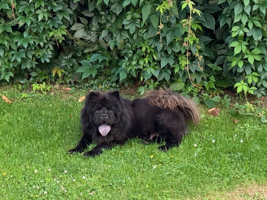 Chow chow suczka