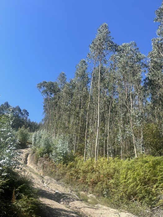 Terreno eucalipal - Proximo a nova rentabilização