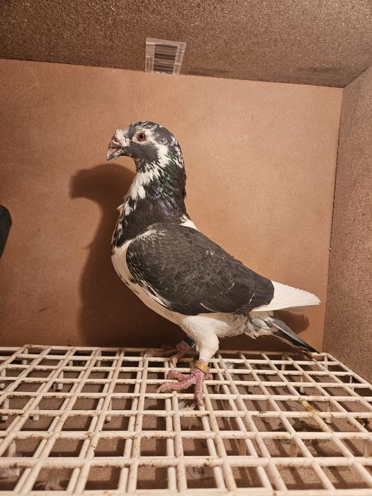 Gołębie staropolskie