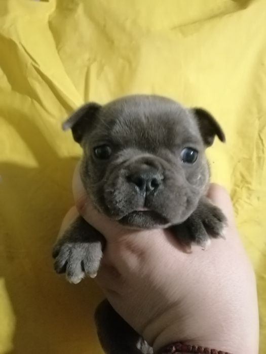 Чарівні французи розумні, та милі