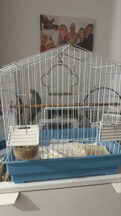 Agapornis  macho com gaiola