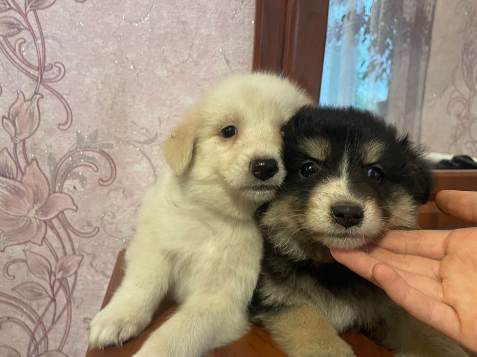 Віддам цуценят 2 дівчинки