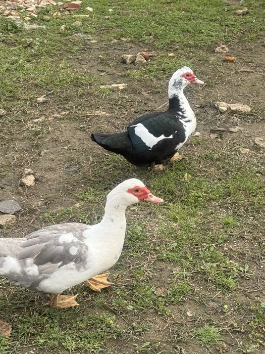 Vendo patas diversas mudas,a botar ovos,vendo ovos tambem
