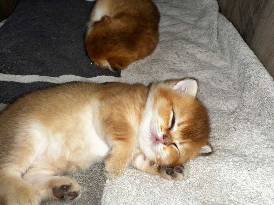 Um amor procura casa