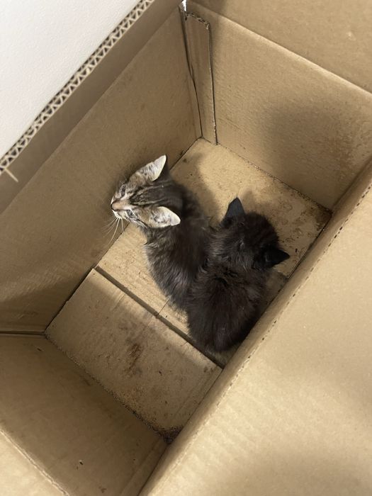 Віддам котят 2 дівчинки