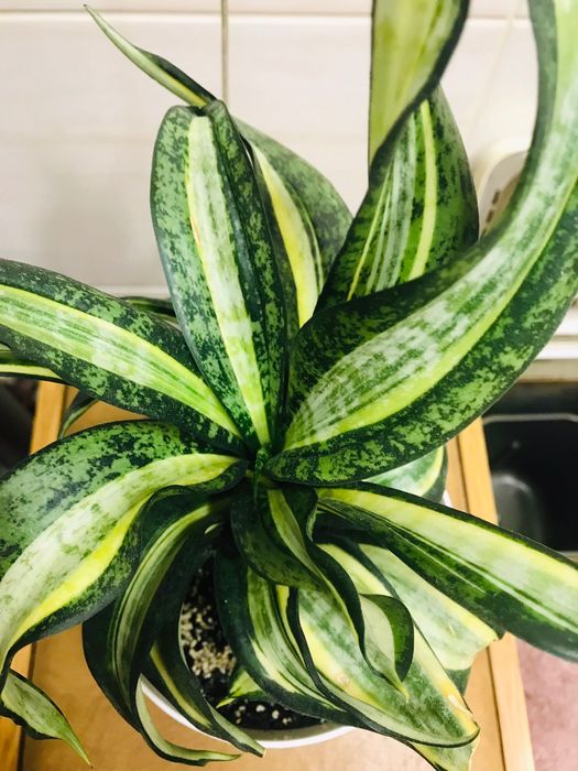 Сансевиерия распродажа.