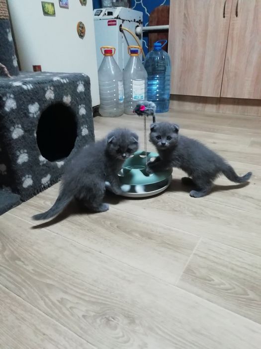 Котята шатладские веслоухие