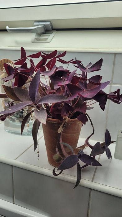 Kwiat domowy jak i ogrodowy szczawik