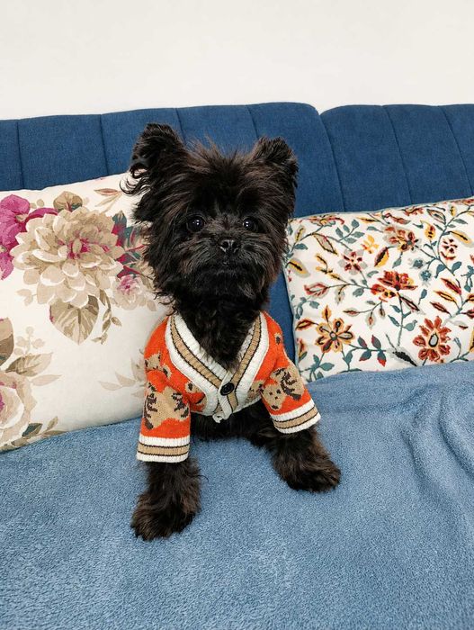Pomapoo pudel Toy miniaturowy