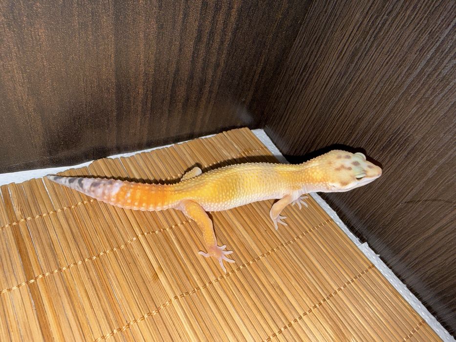 Młode gekony lamparcie