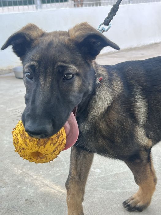 Pastor Belga Malinois