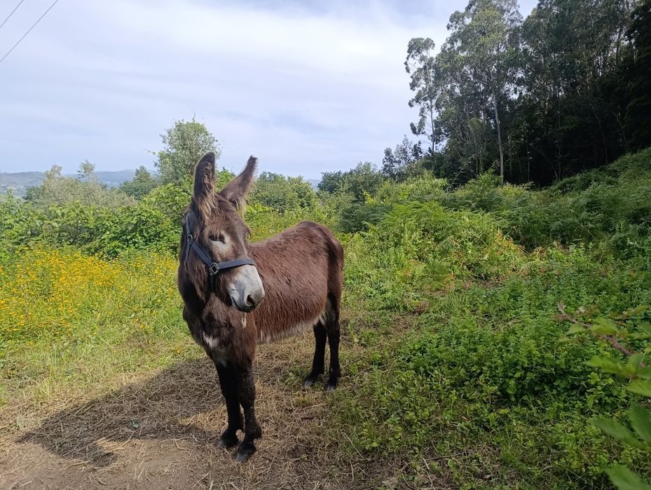 Burrinho mirandês