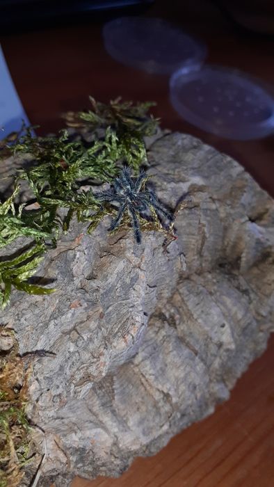 Ybyrapora diversipes l2