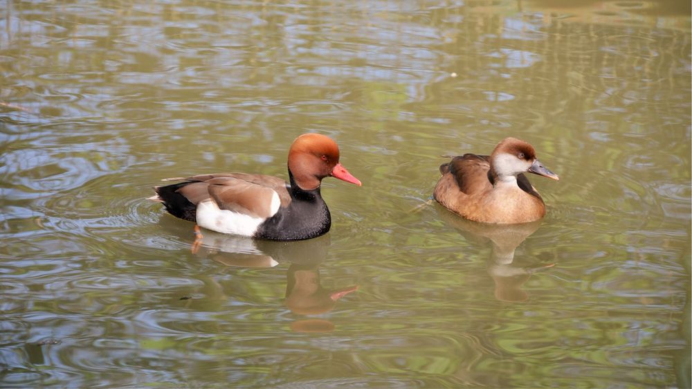 Netta rufina ou Zarro-de-bico-vermelho
