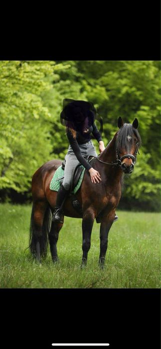 Urodziwy Ogier AQH 12 lat