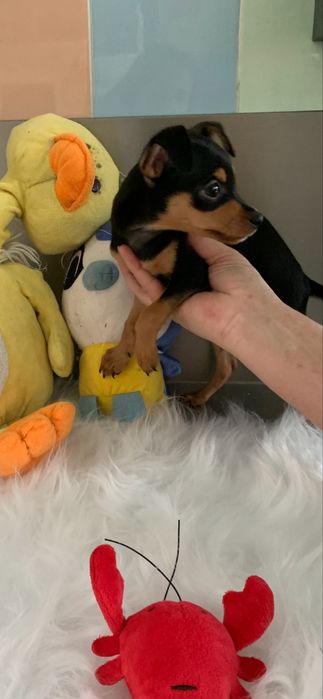 Pinscher  miniatura