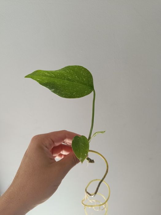 Monstera Thai Constellation
