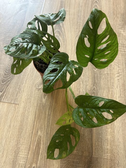 епіпремніум маранта монстера сингоніум кімнатні рослини