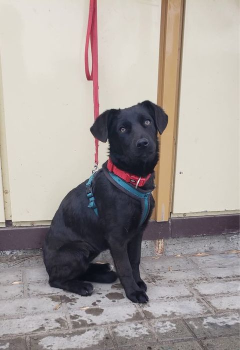 Собака, дівчинка, вік 5/6 міс.