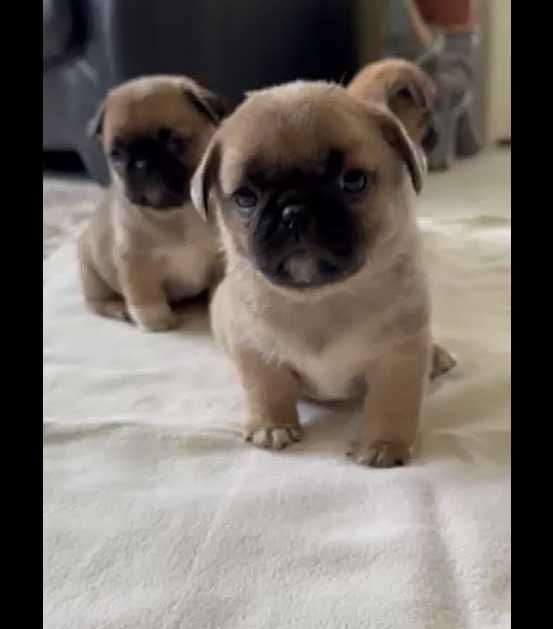 Мопс цуценята з КСУ та чіпом доставка по Львову безкоштовна