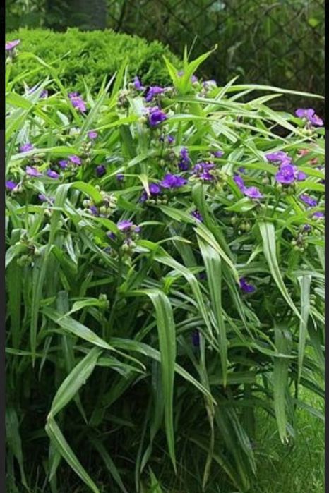 Rośliny starodawne Sadzonki kopane z gruntu