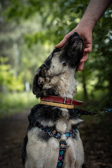 Cudowny pies - Messi szuka odpowiedzialnego domu