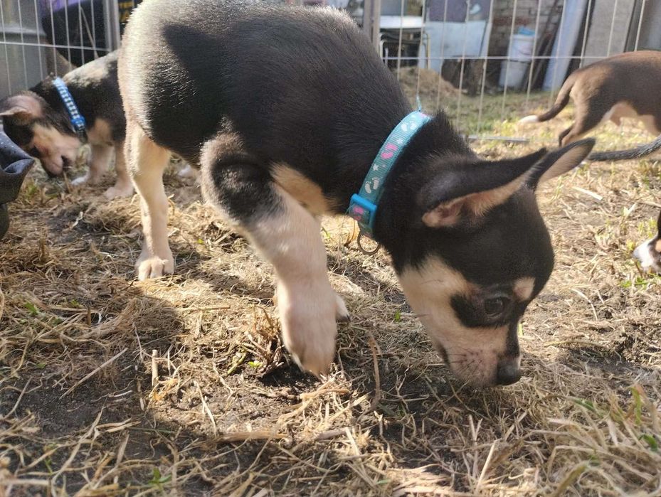 Piesek Chihuahua krótkowłosy