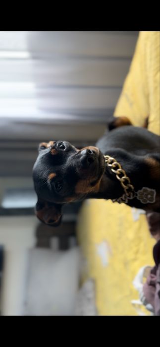 Американський той-терʼєр