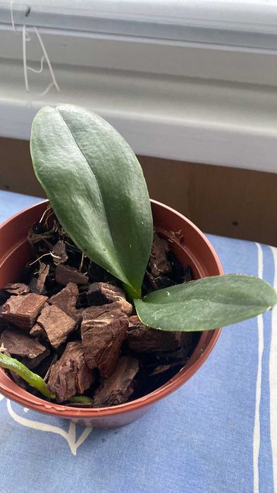 Продам орхидеи - цвет -сюрприз