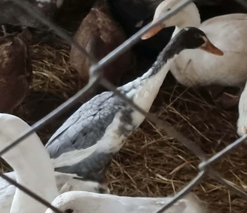 Kaczka biegus  1 sztuka