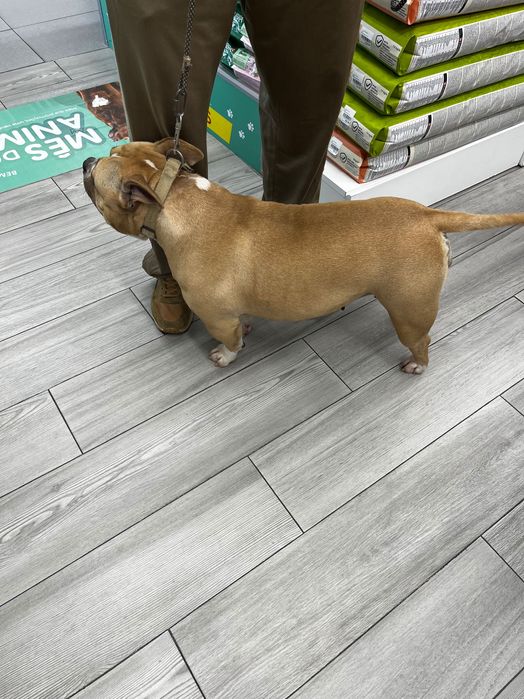 American bully pocket