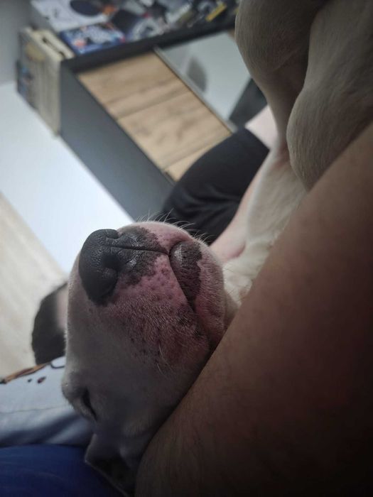 Oddam Bulteriera. Bulterier szuka domu. Adopcja bulteriera.