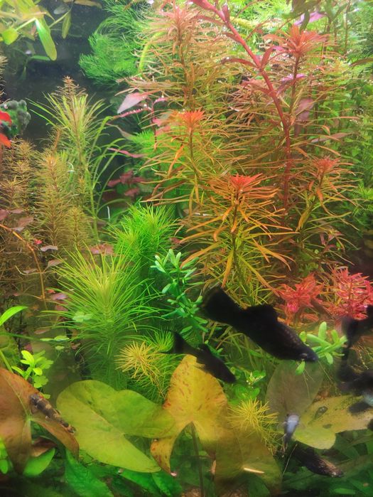 Рослинки в акваріум набором