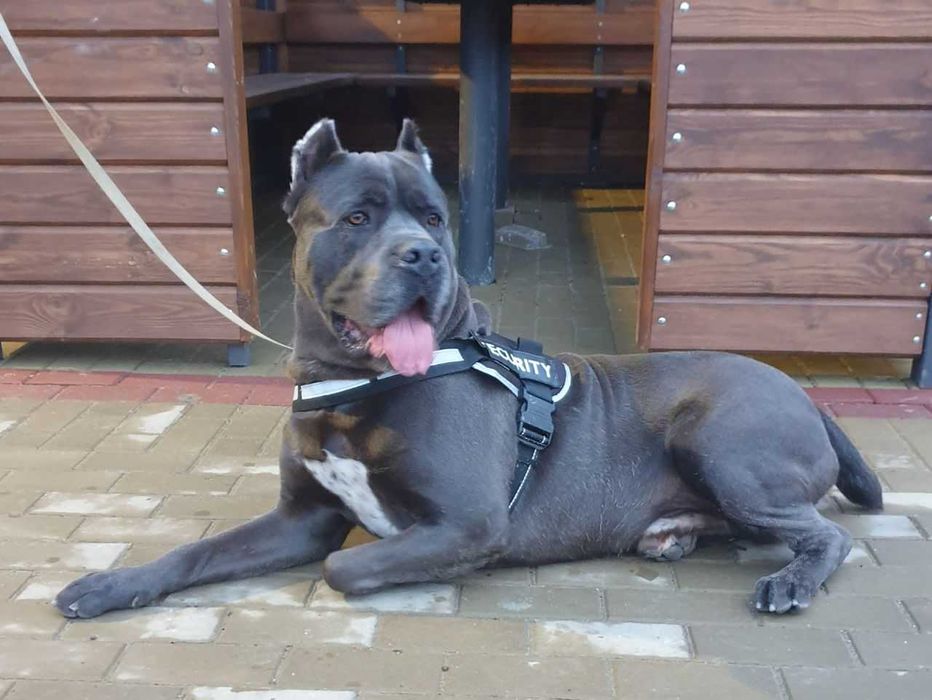 В'язка. Кане корсо